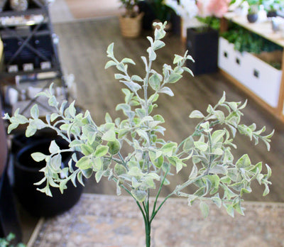 Tea Leaf Bush