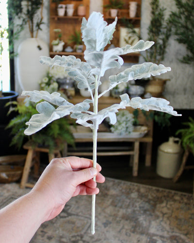 Dusty Miller Spray