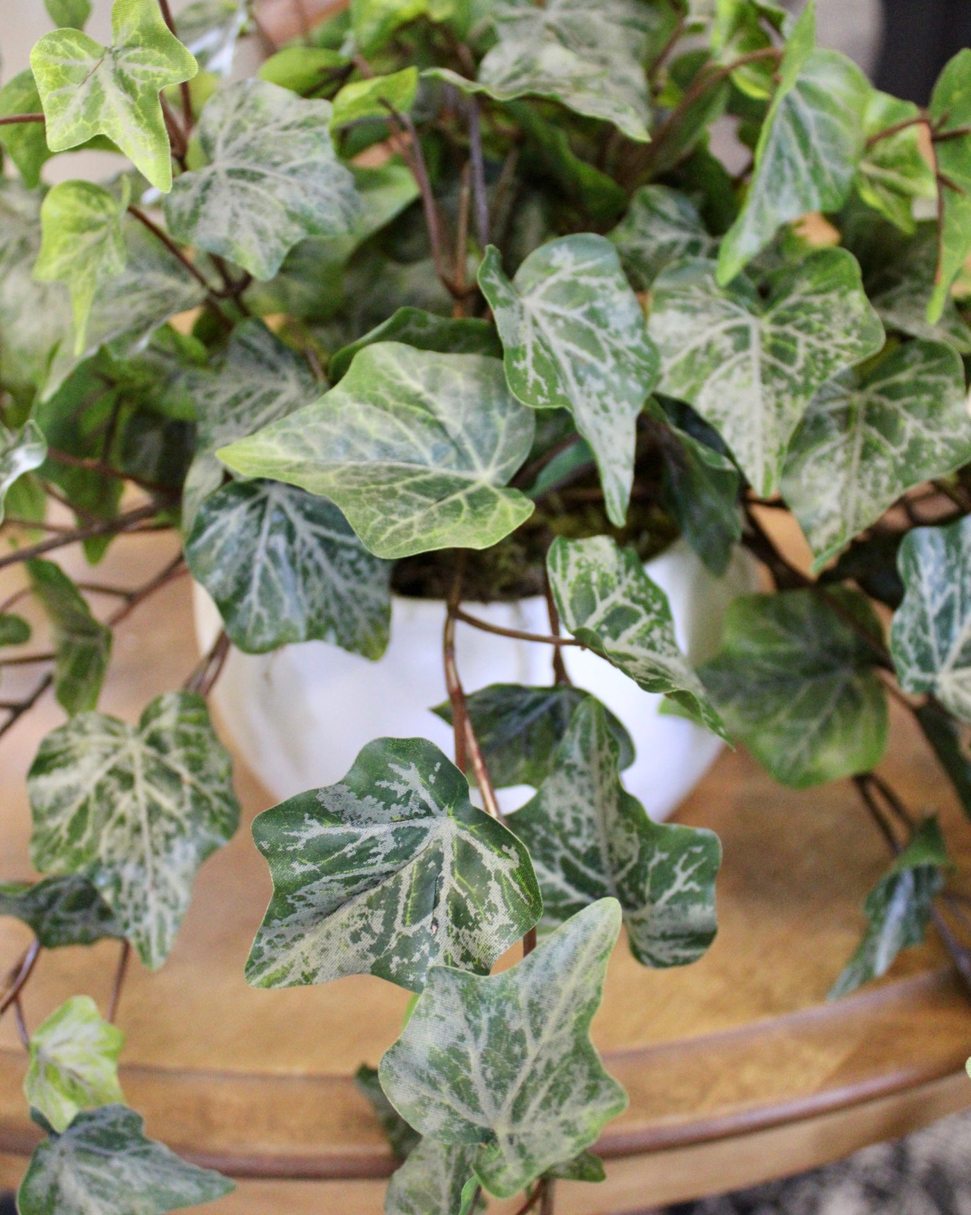 Potted Frosted Green Ivy Bushes