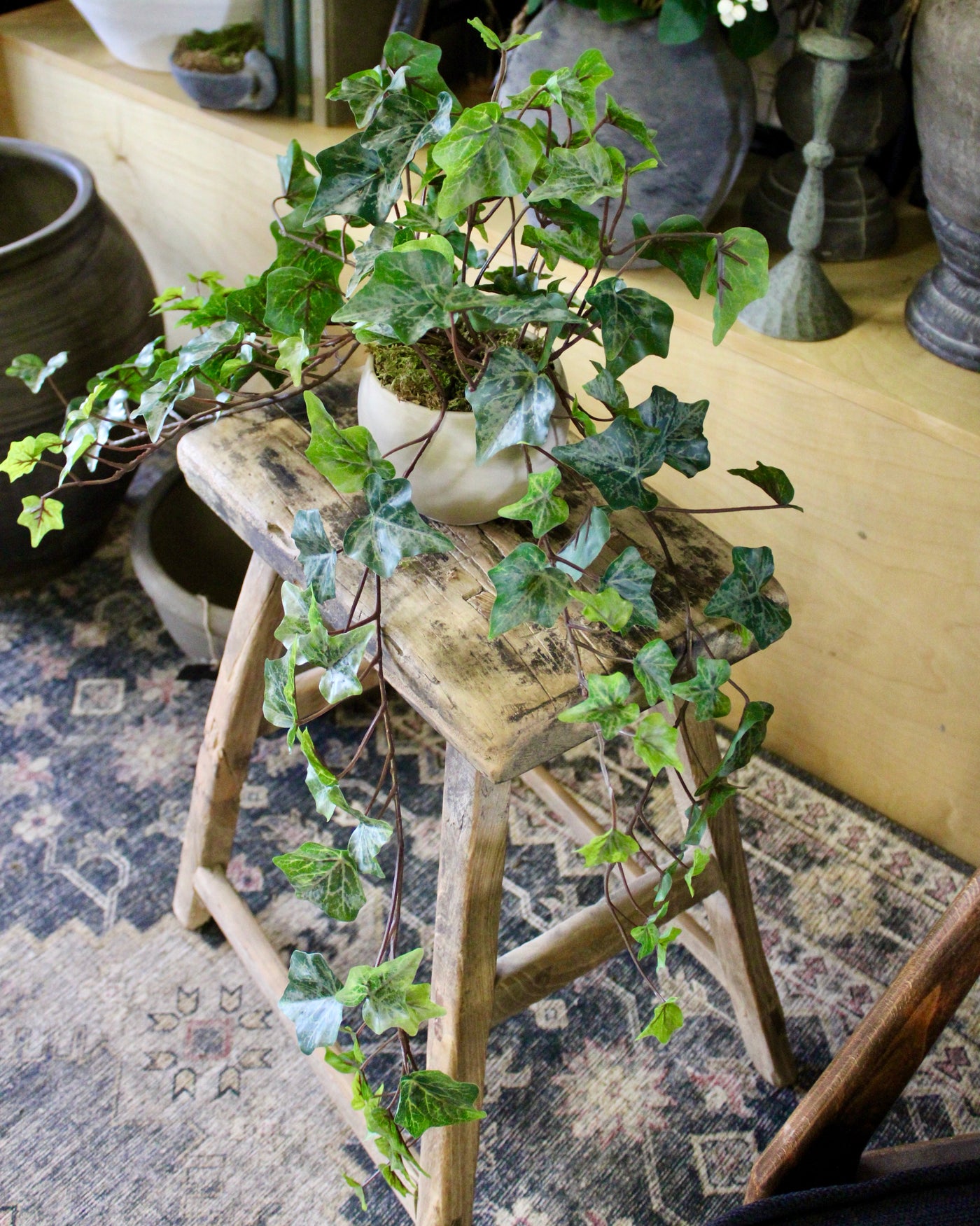 Potted Frosted English Ivy