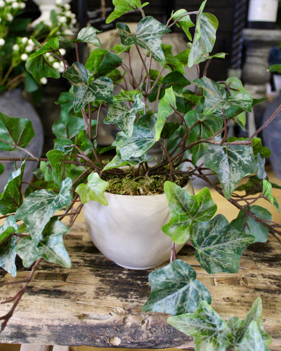 Potted Frosted English Ivy