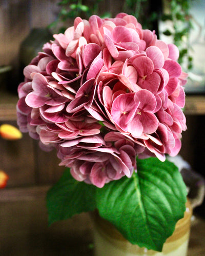 Magenta Hydrangea Stem