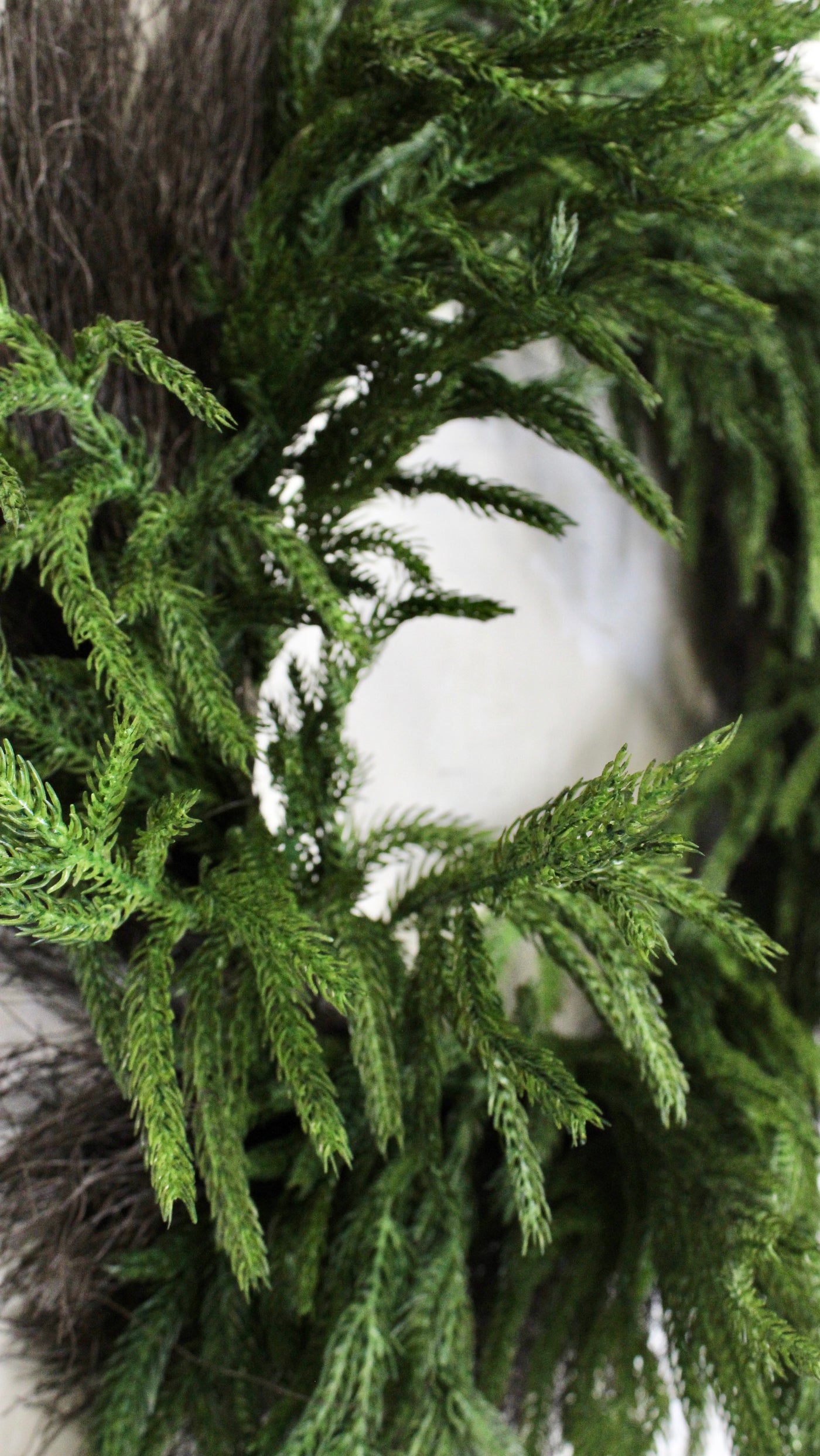 24" Norfolk Pine Wreath with Twig Backing (Real Touch)