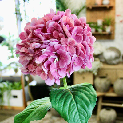 Magenta Hydrangea Stem