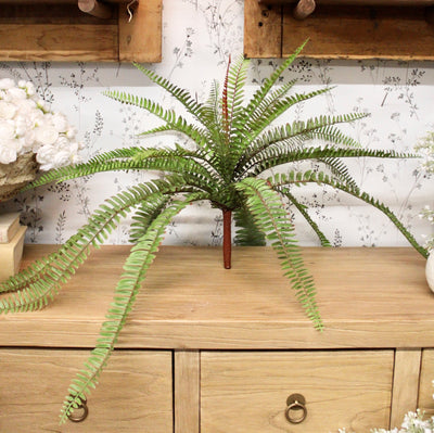 Sword Fern Bush