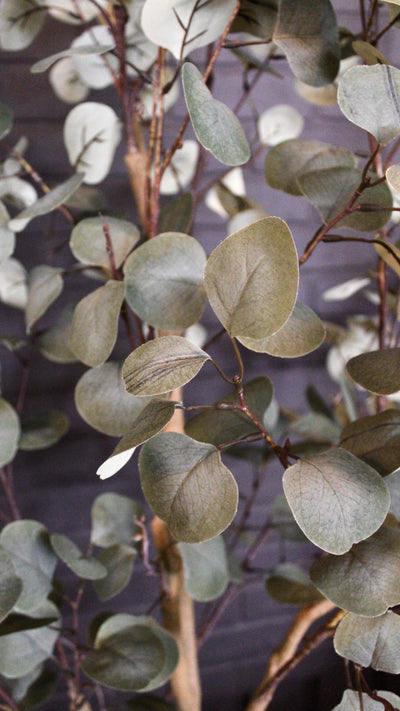 Eucalyptus Tree