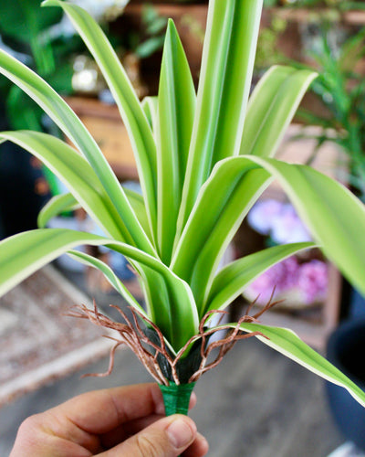 Spider Plant