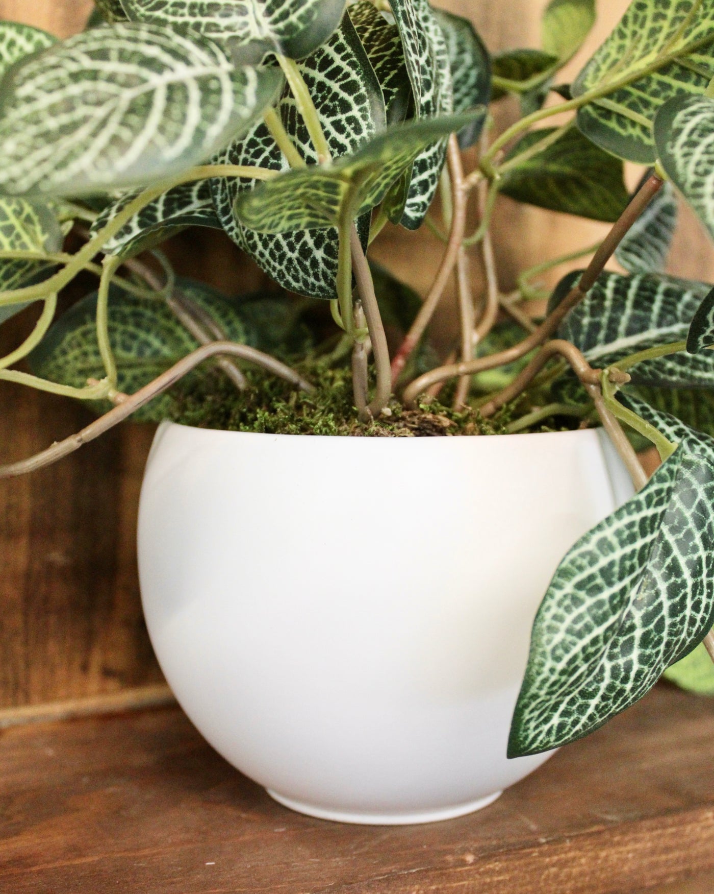 Potted Fittonia Bush