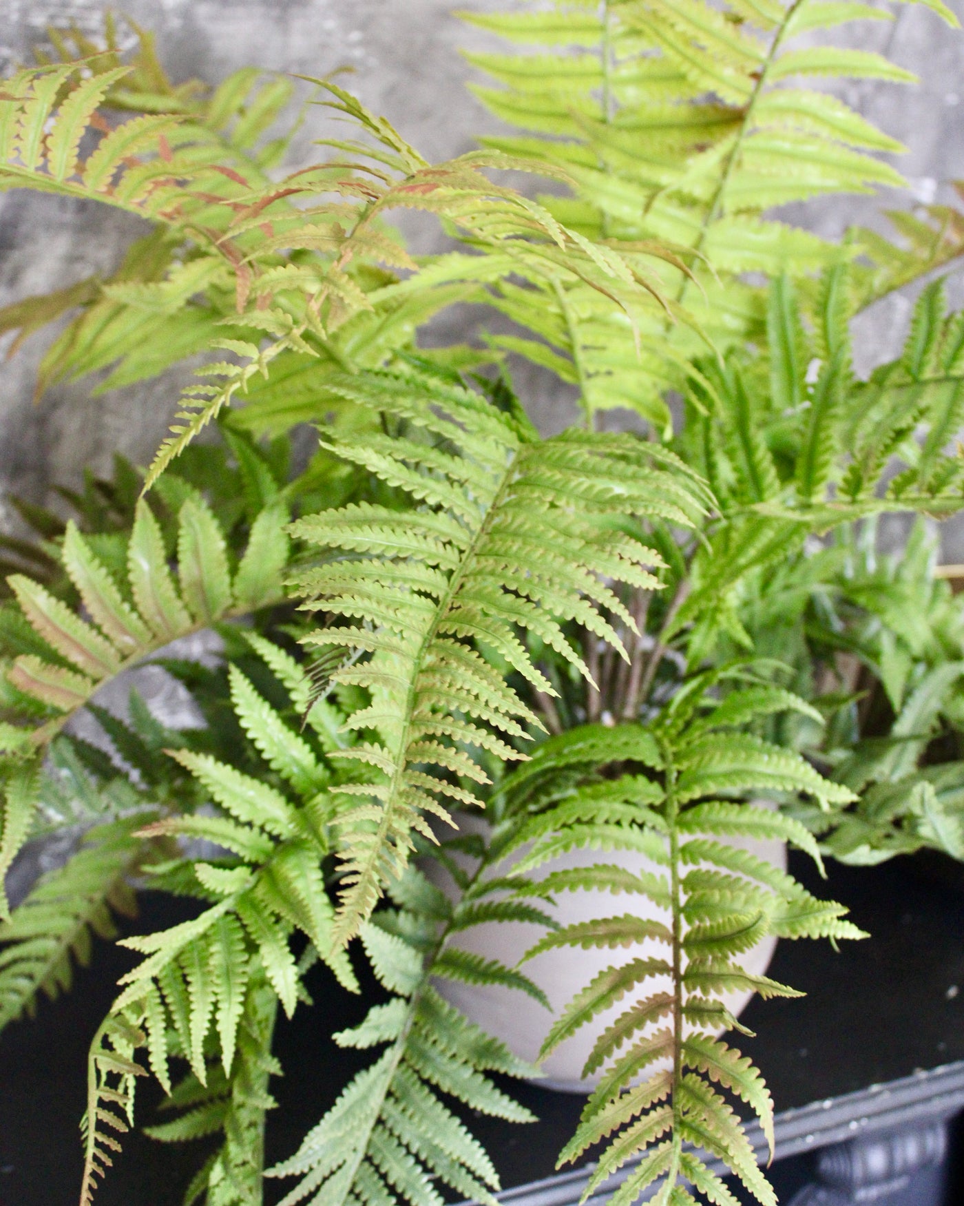 Green & Red Lady Fern Bush