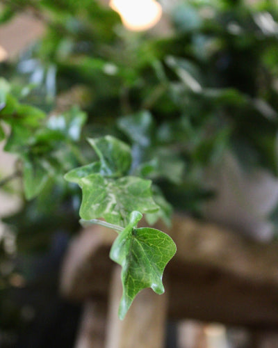 Potted Green Ivy
