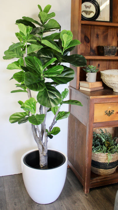 5’ Fiddle Leaf Fig Tree