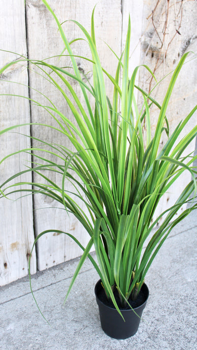 Bright Green Fountain Grass