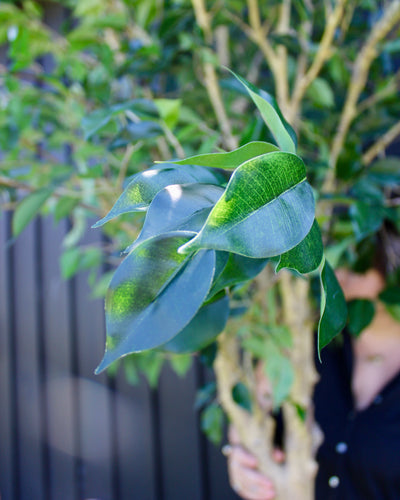 10’ Ficus Tree