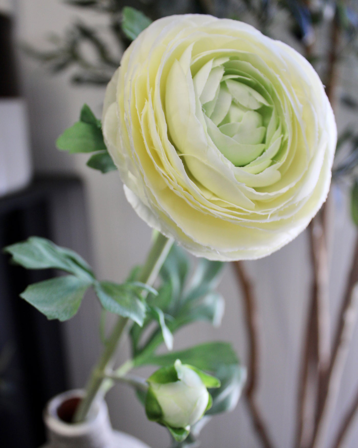 Cream Ranunculus Stem