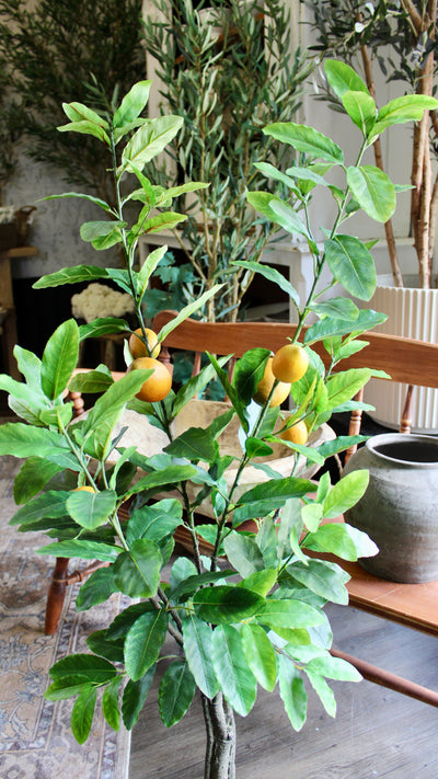 4’ Lemon Tree