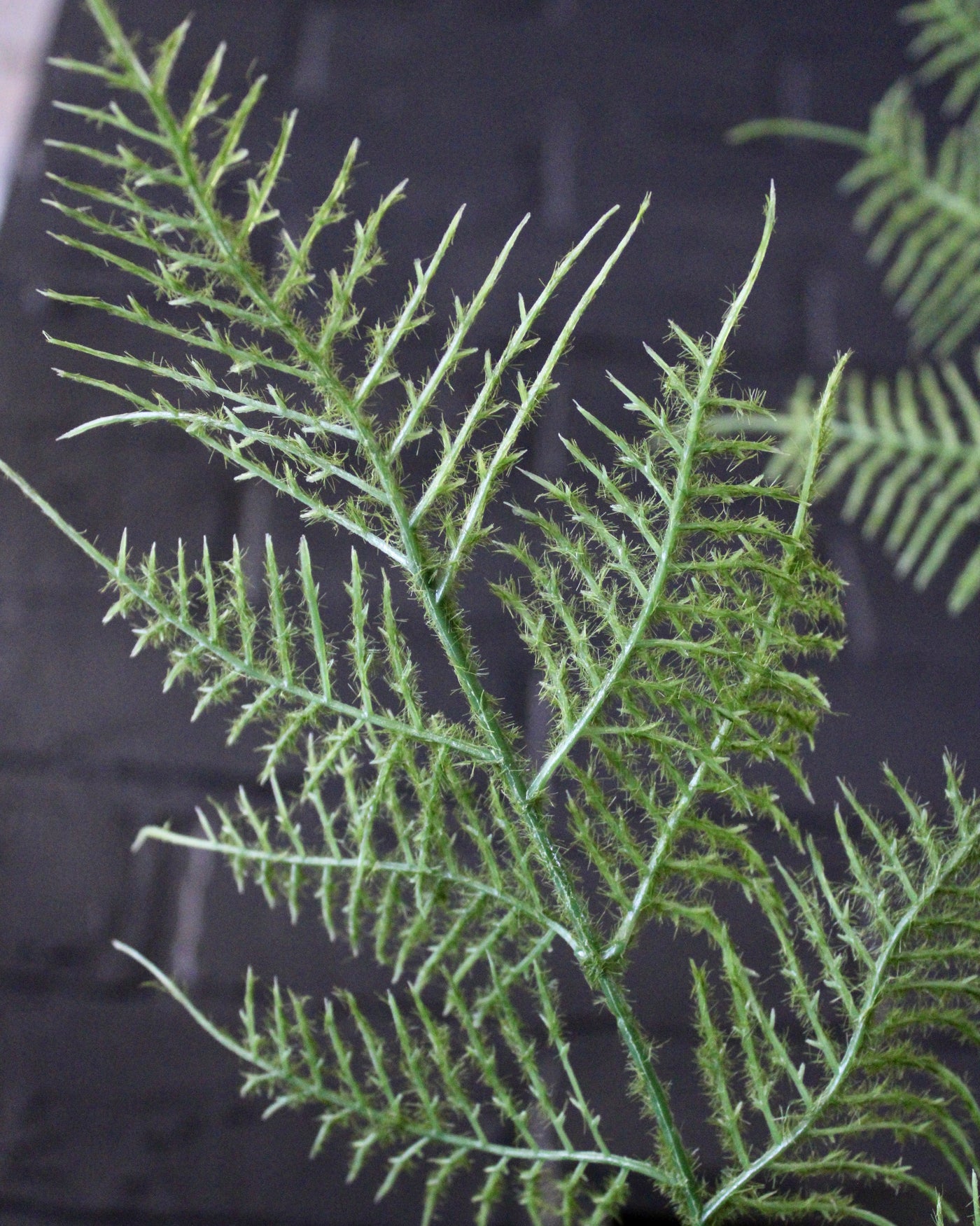 Bracken Fern Spray