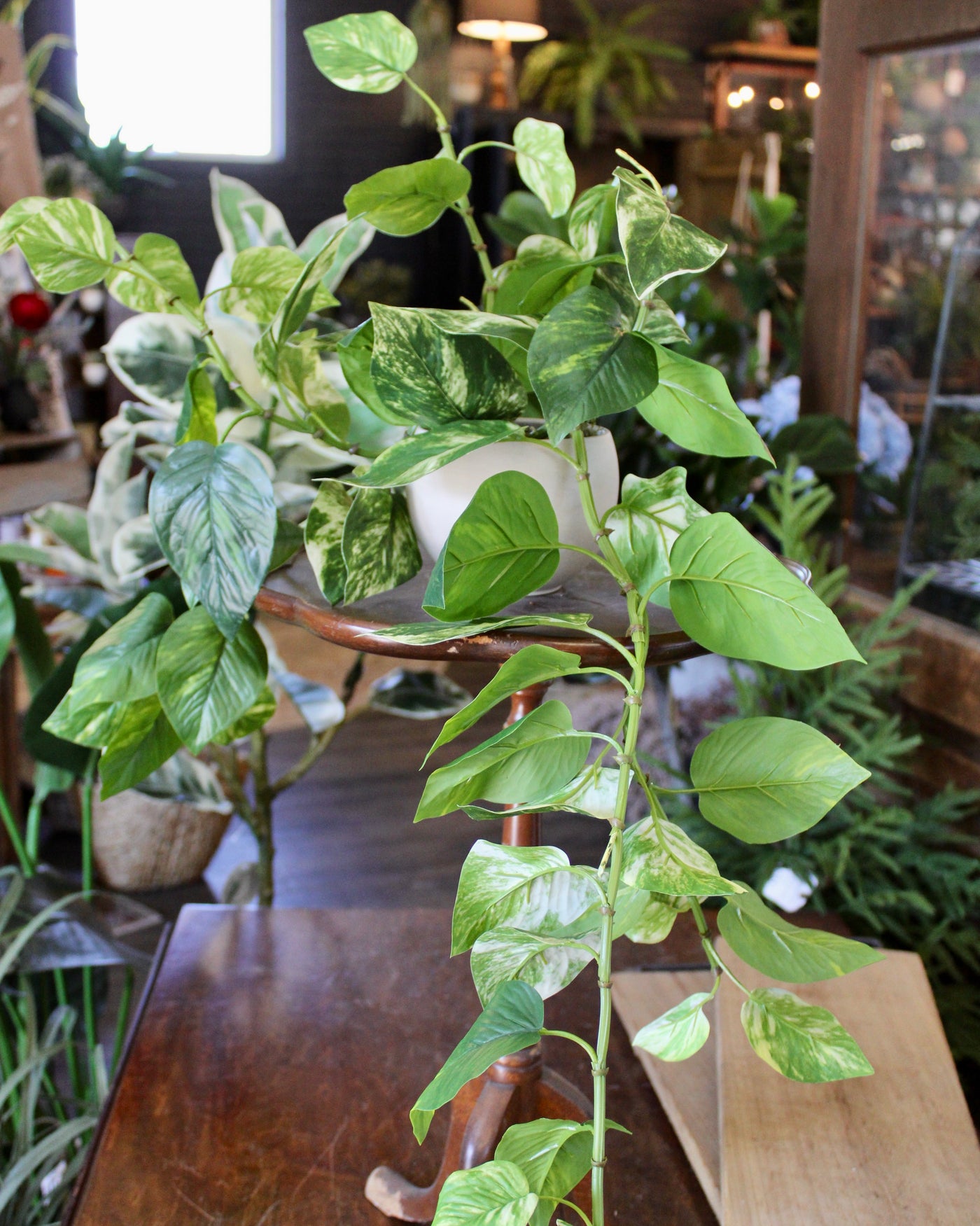 Potted Pothos Hanging Bush