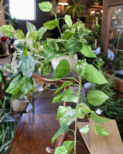 Potted Pothos Hanging Bush