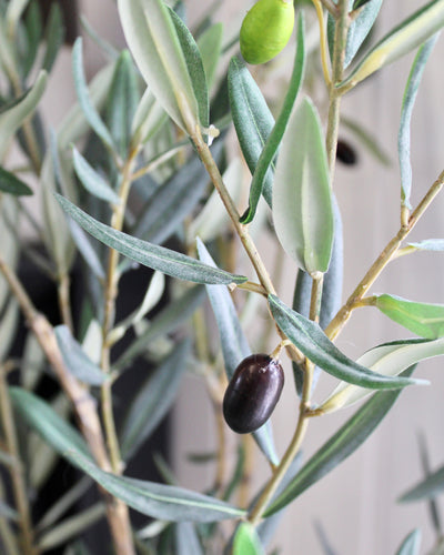 4' Olive Tree