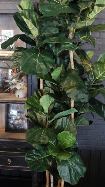 8’ Natural Trunk Fiddle Leaf Tree