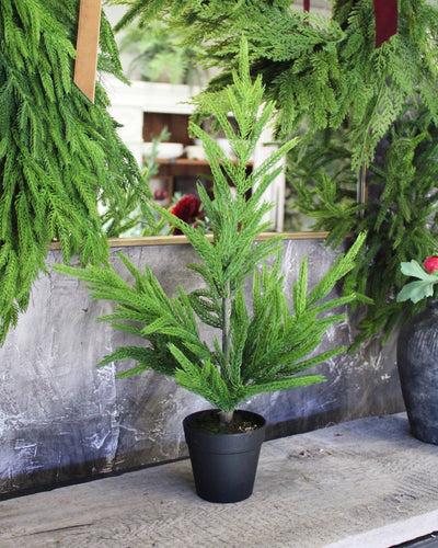 19” Fresh Touch Norfolk Pine Tree