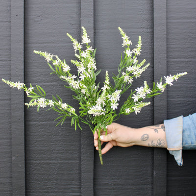 Sweet Veronica Bush White