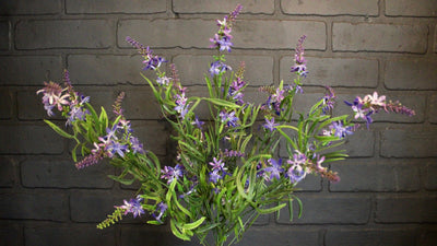Sweet Veronica Bush Purple