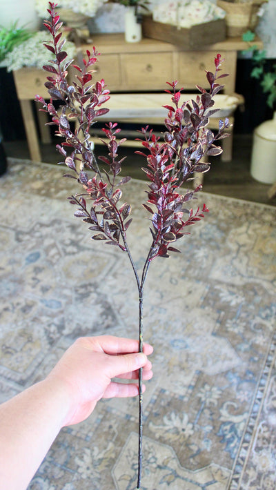 Burgundy Euonymus Spray
