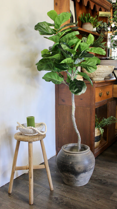 5’ Fiddle Leaf Fig Tree (Topiary)