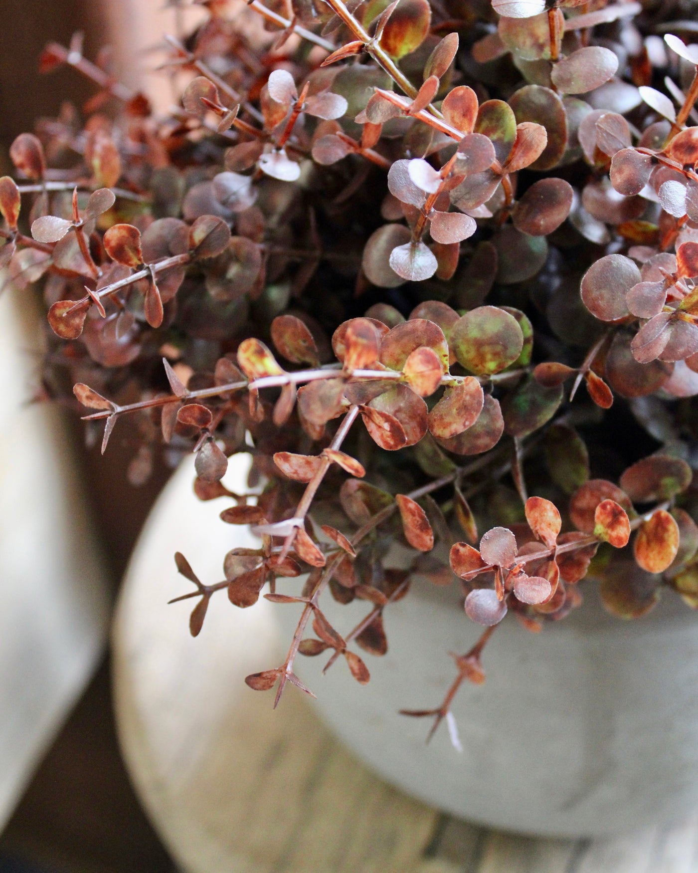 Potted Barberry