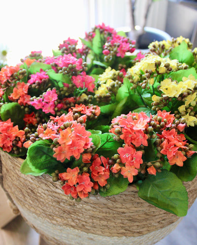 Kalanchoe Bushes