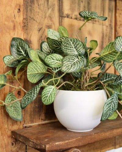 Potted Fittonia Bush