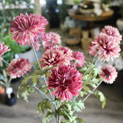 Mauve Mum Bush