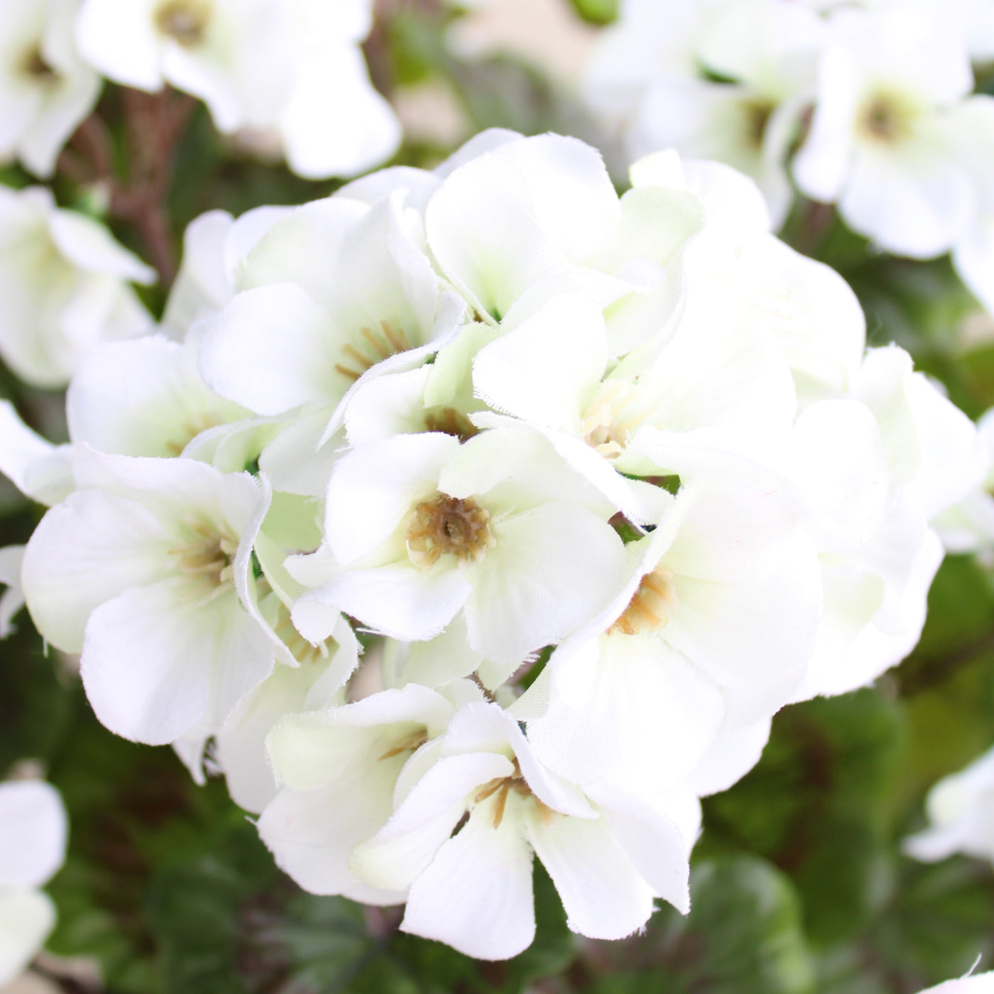 Geranium Drop-In White