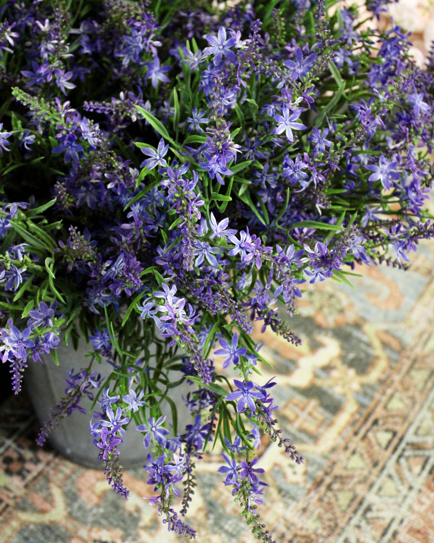 Sweet Veronica Bush Purple