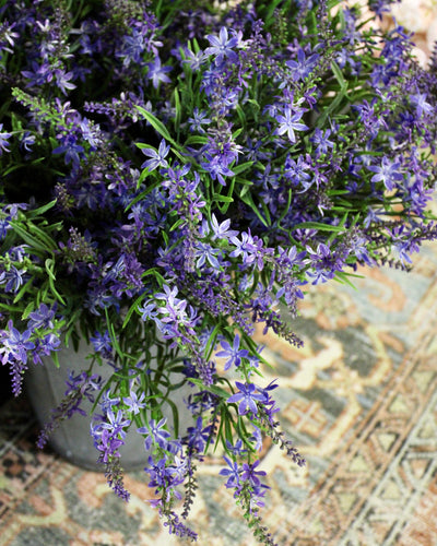 Sweet Veronica Bush Purple