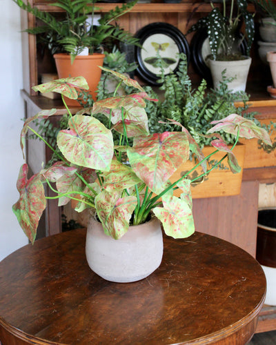 Pink Caladium Bush