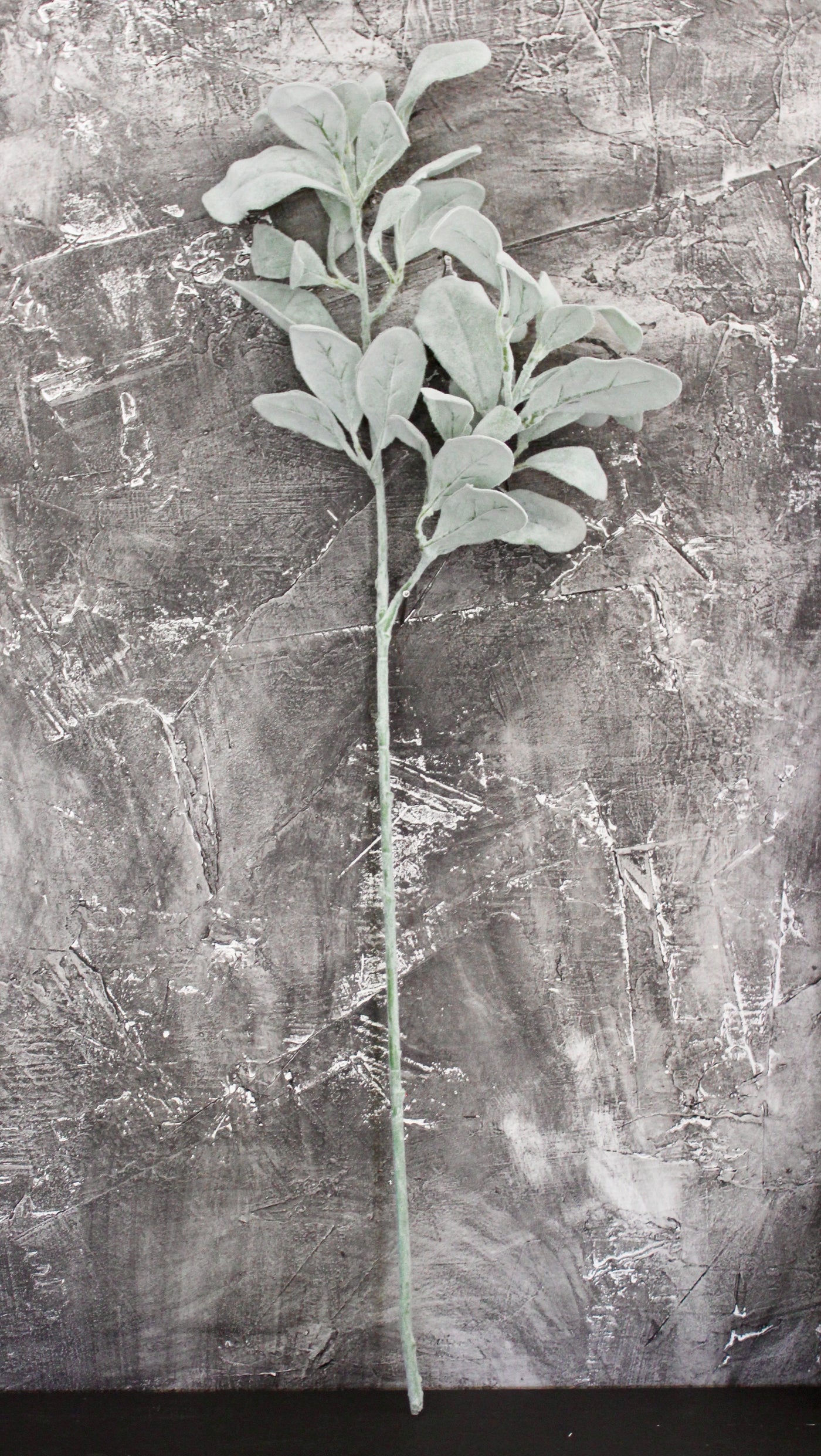 Lamb’s Ear Spray
