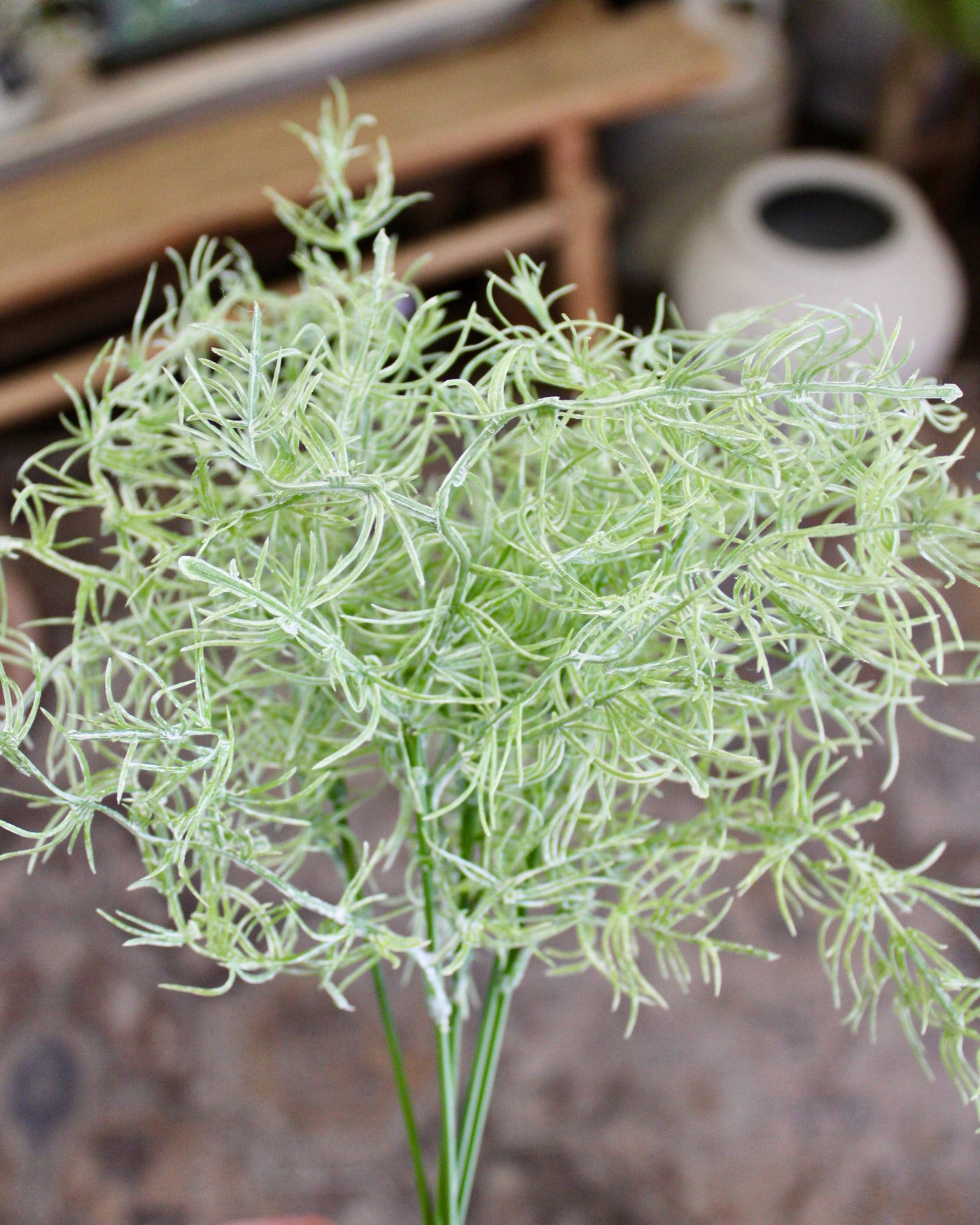 Mini Asparagus Bush