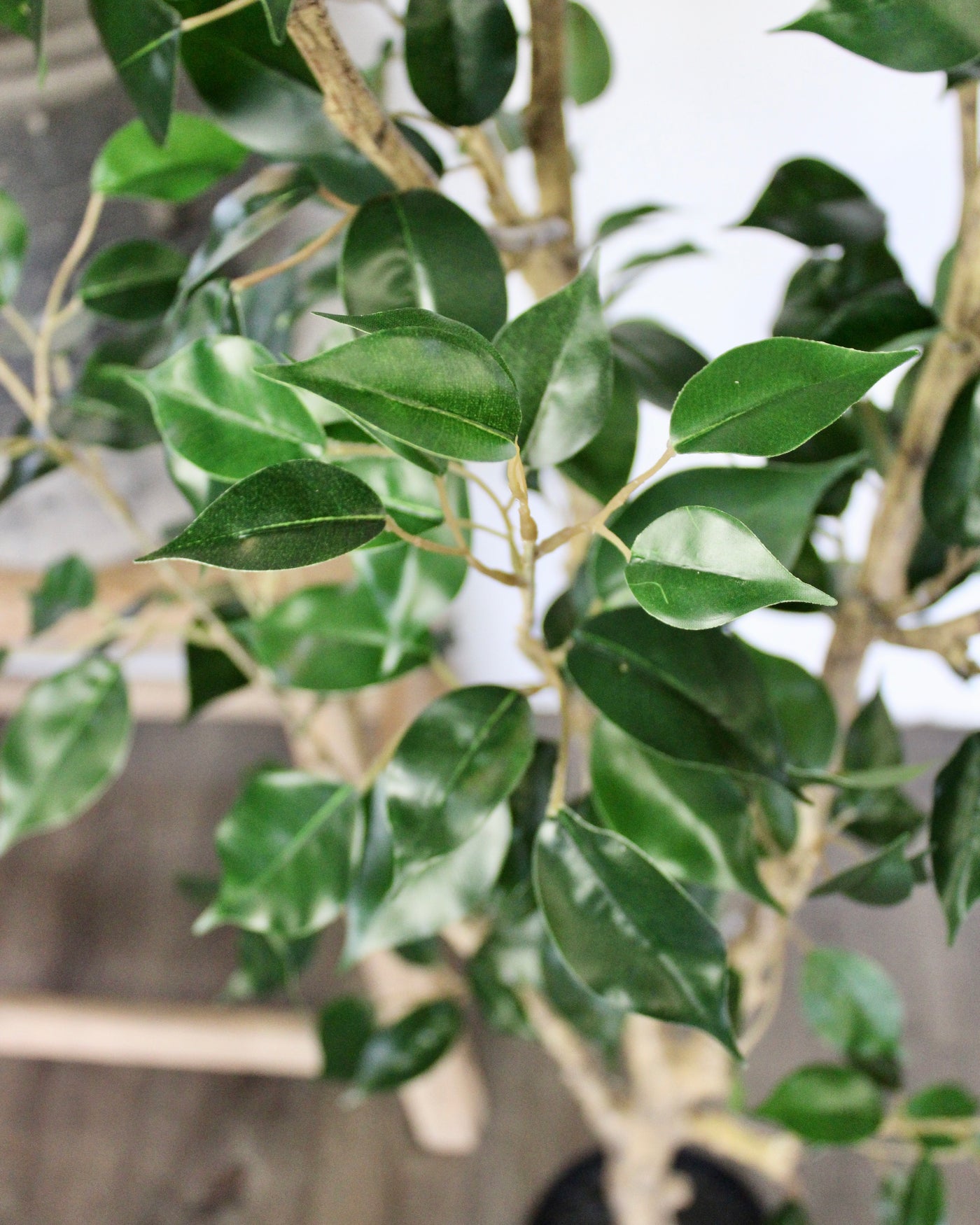 6’ Benjamina Ficus Tree