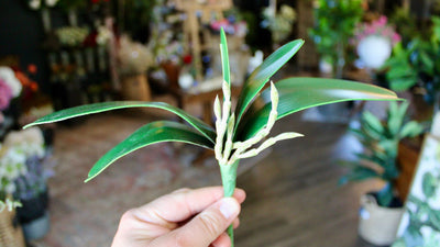 Orchid Leaf