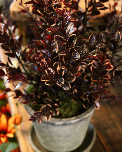 Potted Burgundy Euonymus