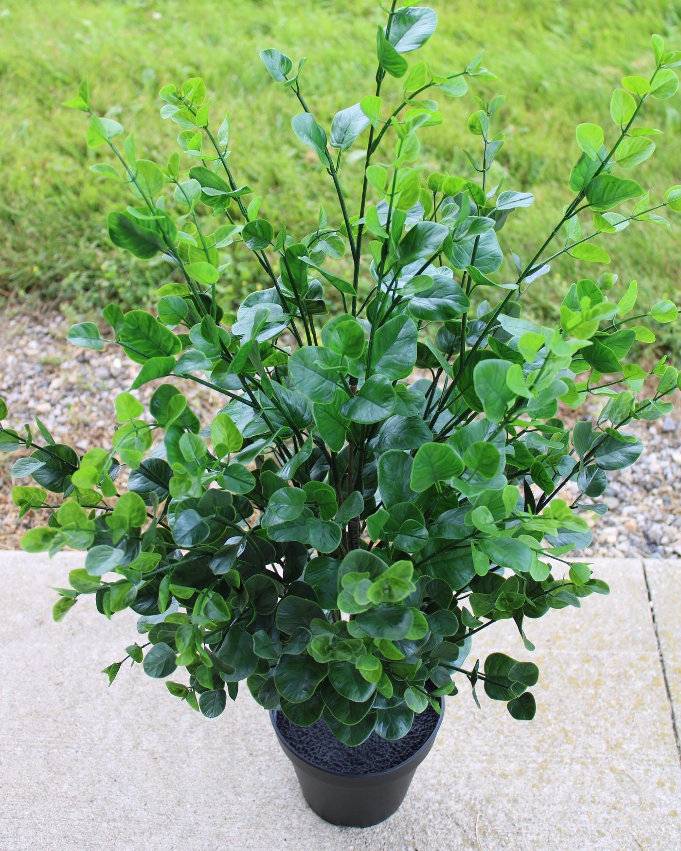 3’ Eucalyptus Bush