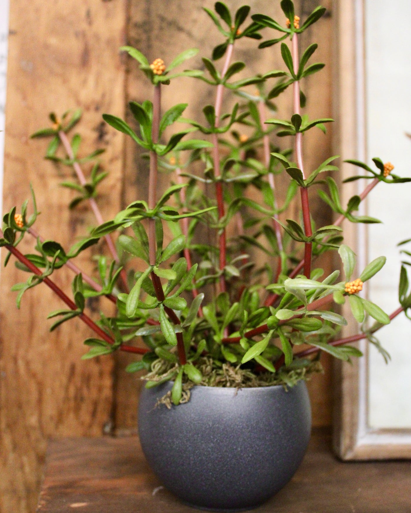 Mini Potted Purslane Plant