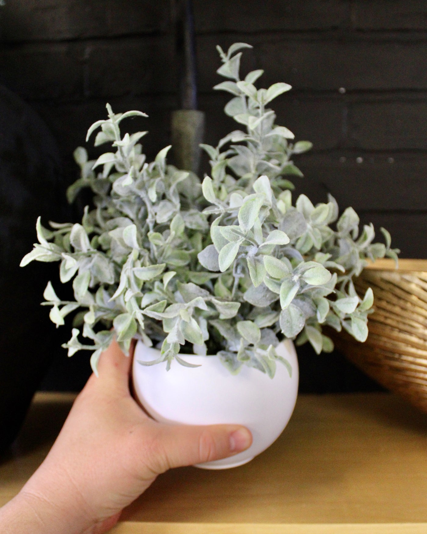 Potted Tea Leaf Plant