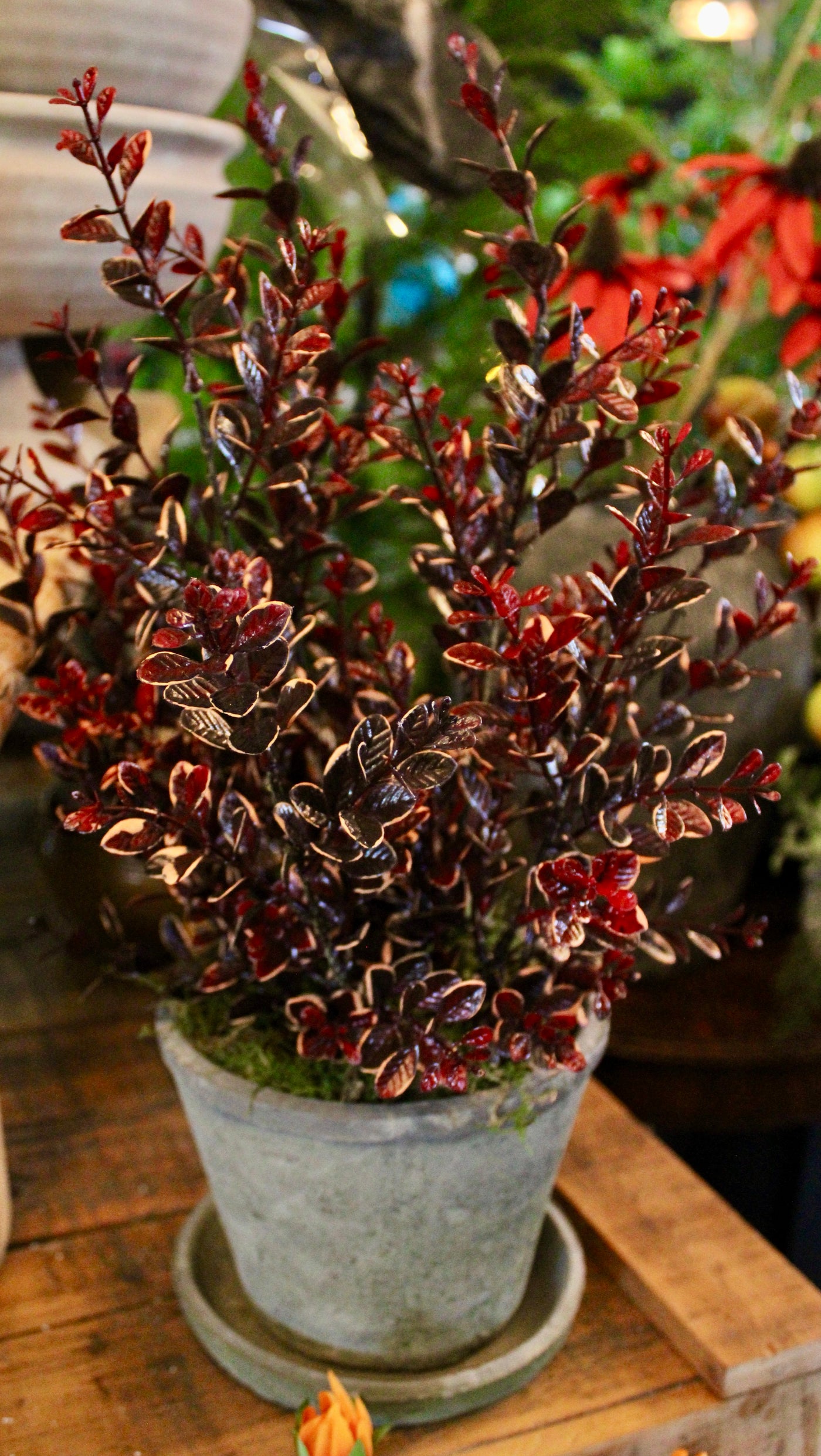 Potted Burgundy Euonymus