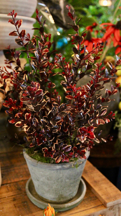 Potted Burgundy Euonymus