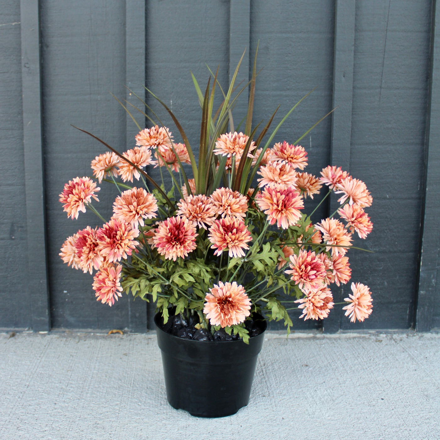 Apricot Mum “Drop-In”