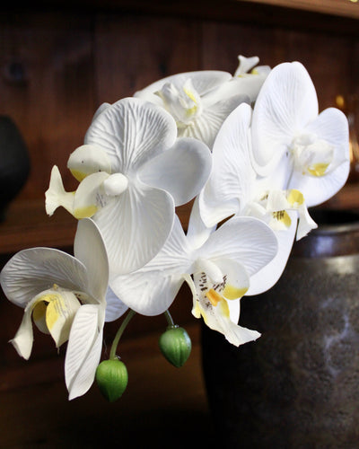 White Natural Touch Phalaenopsis Orchid