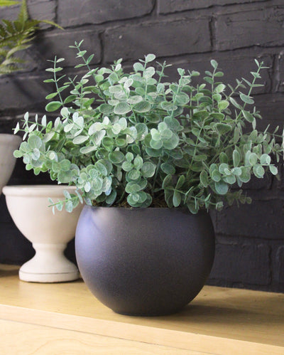 Potted Mini Eucalyptus Bushes